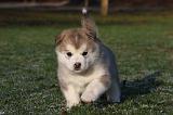 ALASKAN MALAMUTE 641